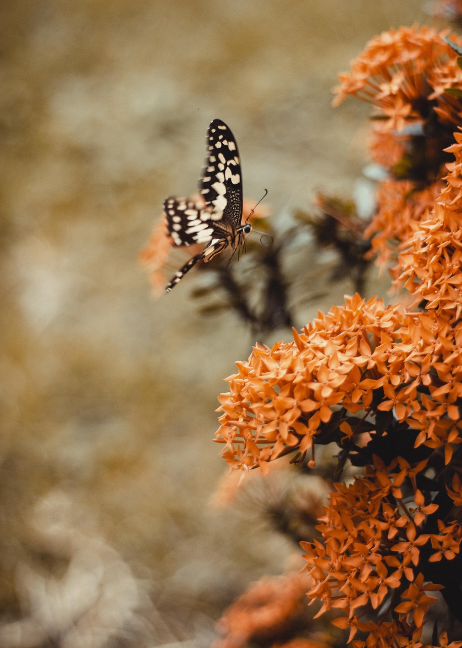 africa, ghana, butterfly, wildlife, nature, brown nature, brown butterfly, brown natural, africa, ghana, ghana, ghana, ghana, ghana, butterfly, butterfly, butterfly, nature